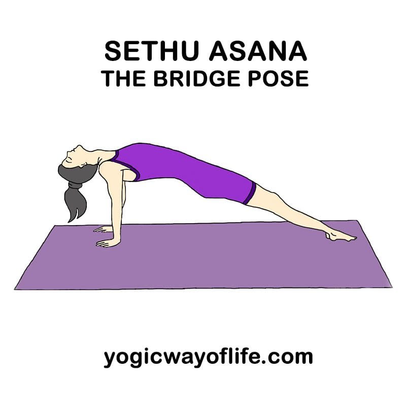 sethu_asana_bridge_pose_yoga-2