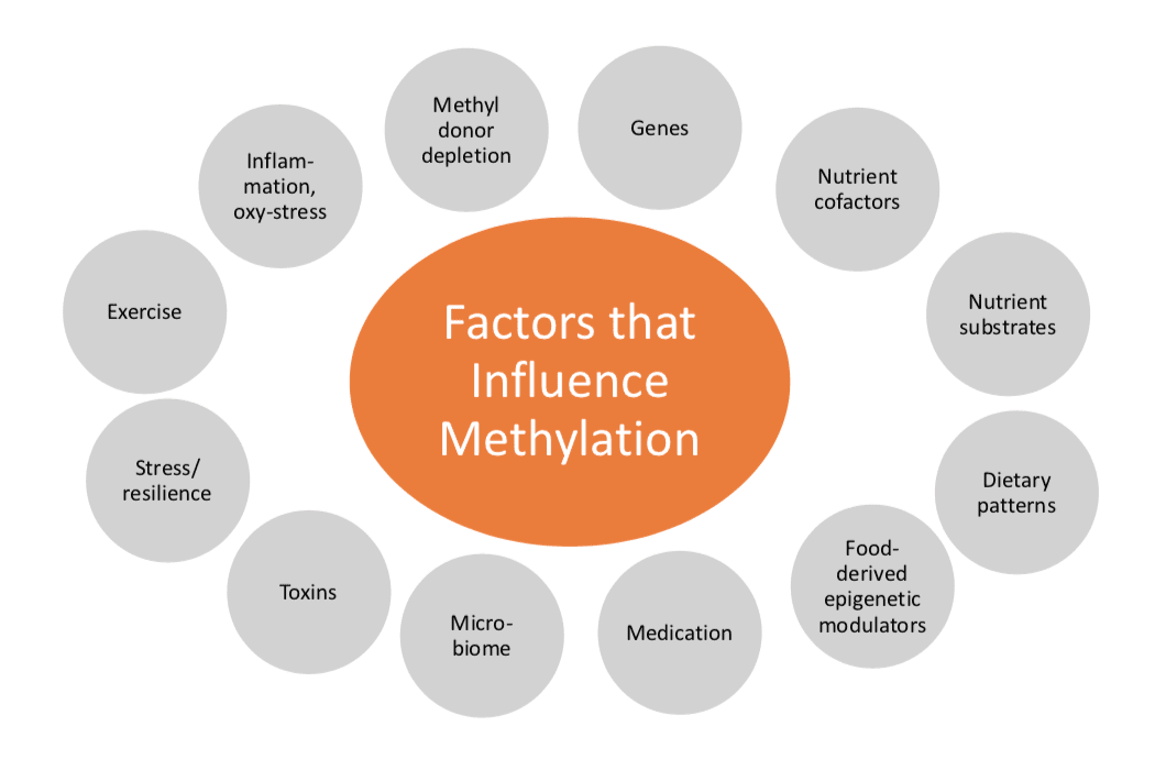 Factors for Methylation | El Paso, TX Chiropractor