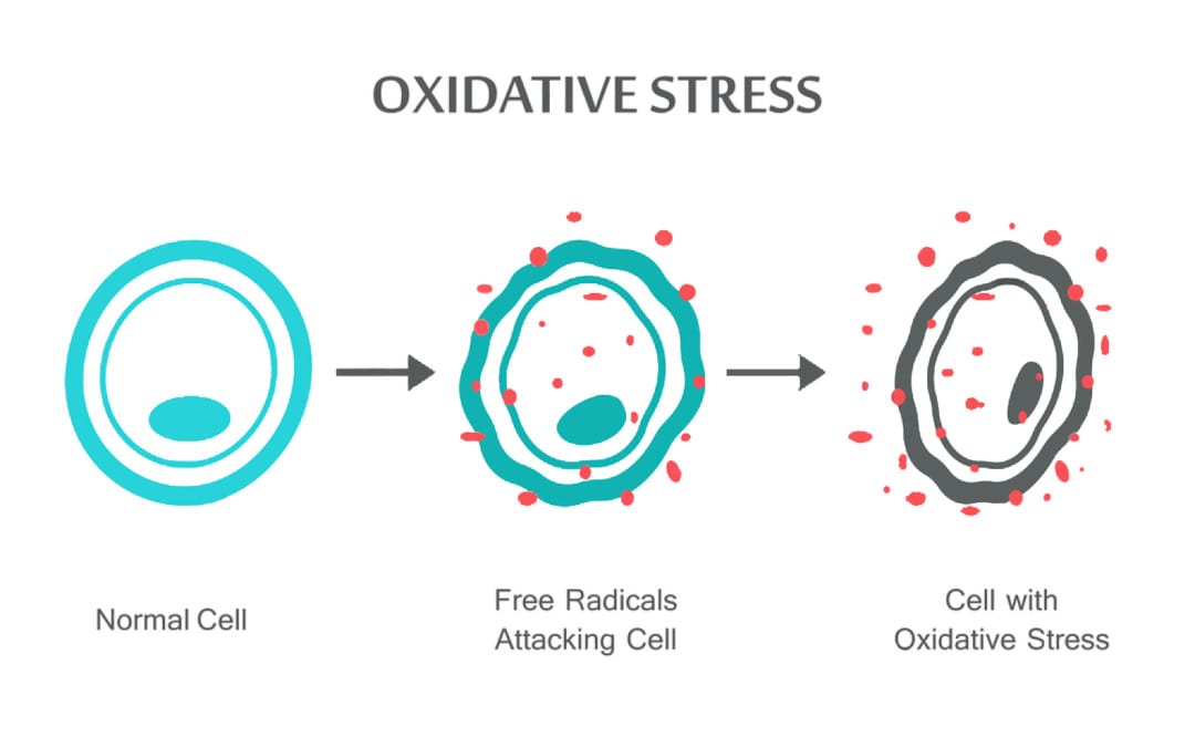 El Paso, TX Oxidative Stress and Antioxidant Defense