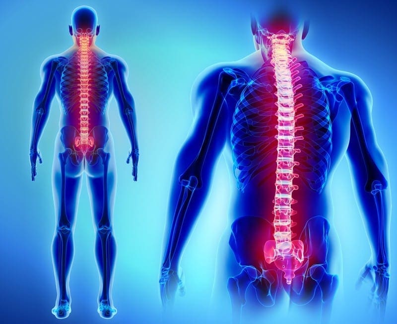 spine antomy 3D human el paso tx
