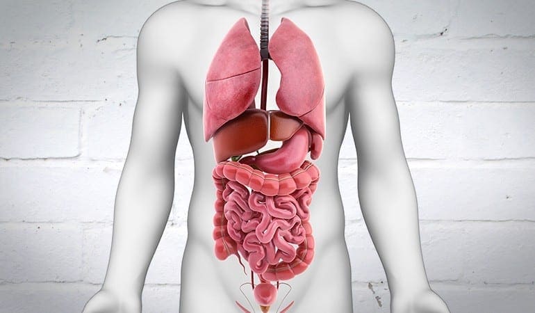 Junction Complex Structure & Function in the GI Tract