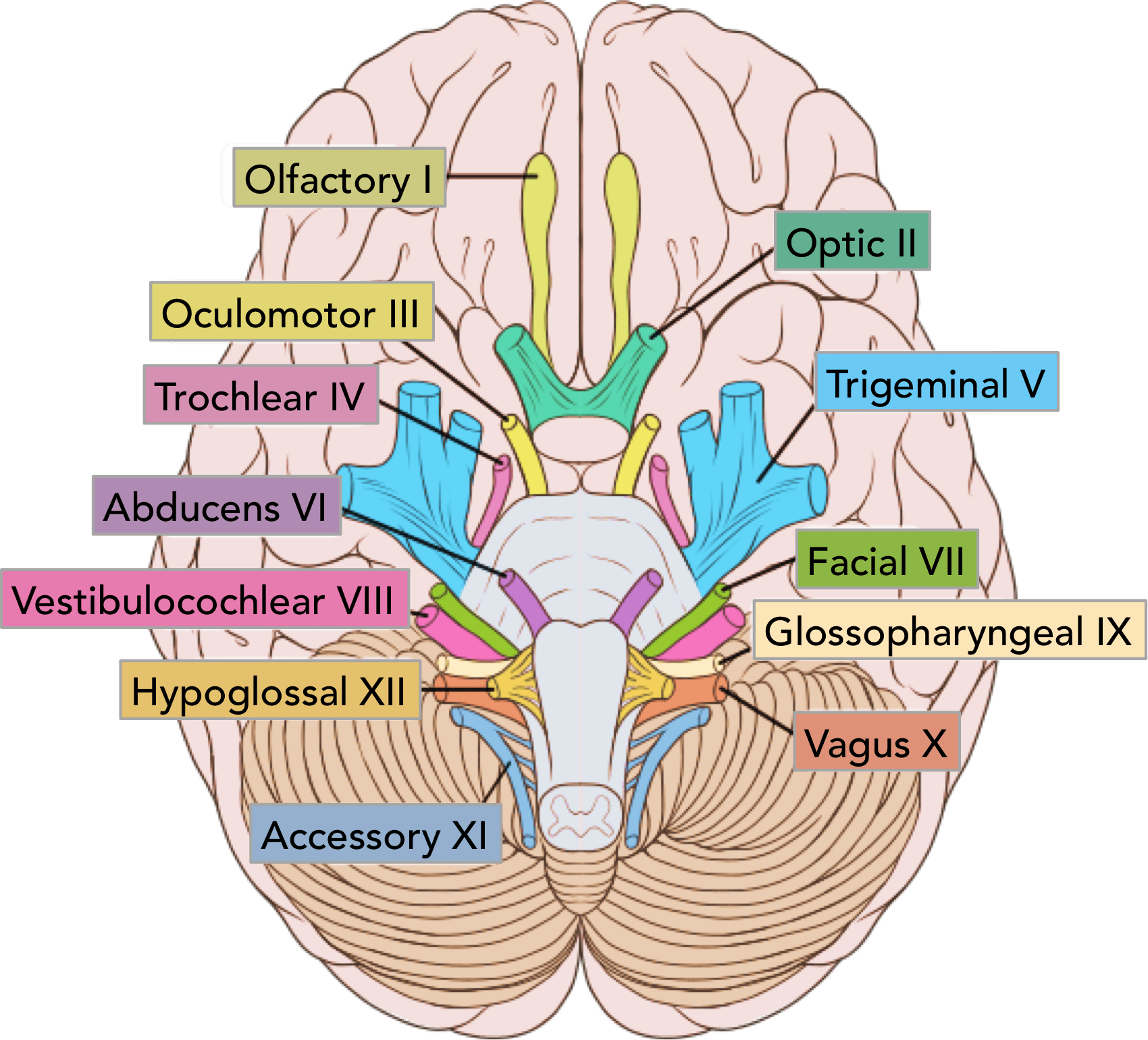 Cranial Nerves Diagram 1 | El Paso, TX Chiropractor