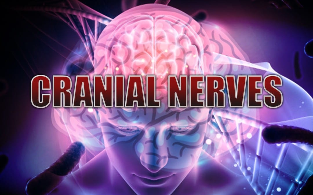 Cranial Nerves: Introduction | El Paso, TX.