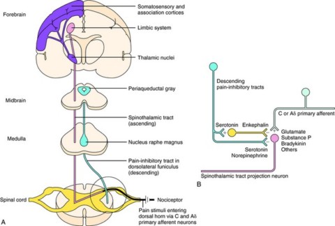 Pain Modulation Pathway Mechanisms in El Paso, TX