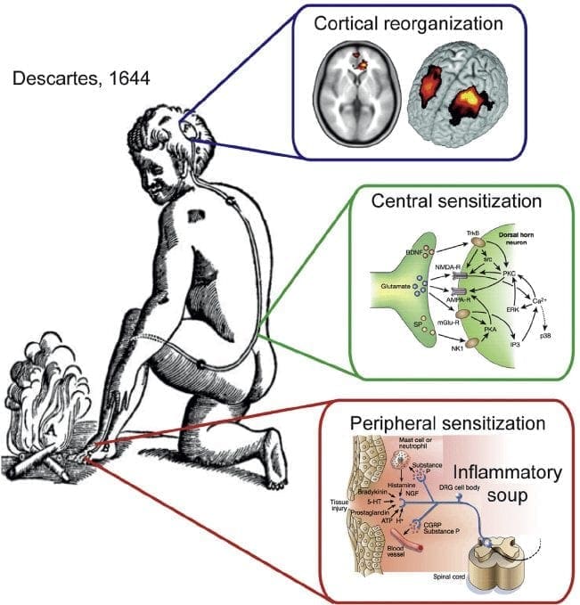 Cortical Reorganization | El Paso, TX Chiropractor