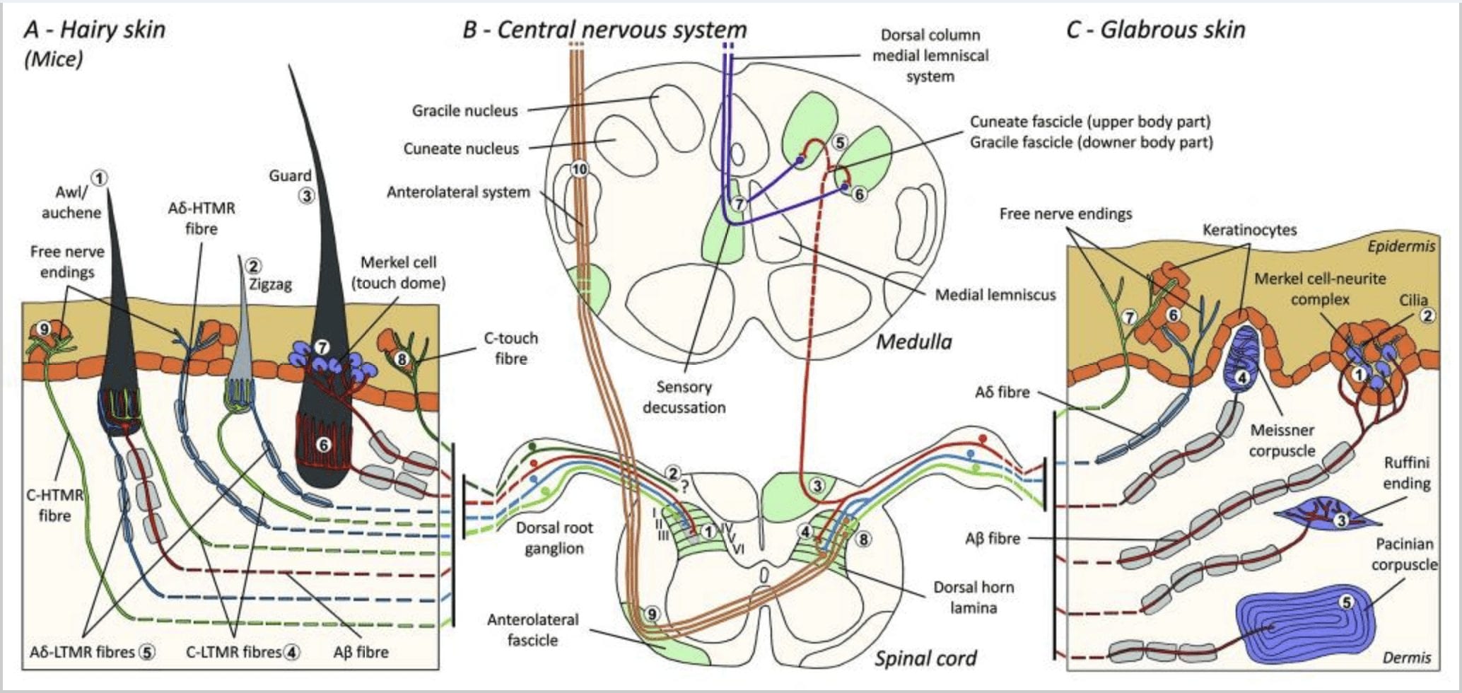 Structural And Functional Mechanisms Of Mechanoreceptors