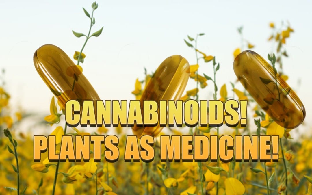 Cannabinoids And Plant Medicine