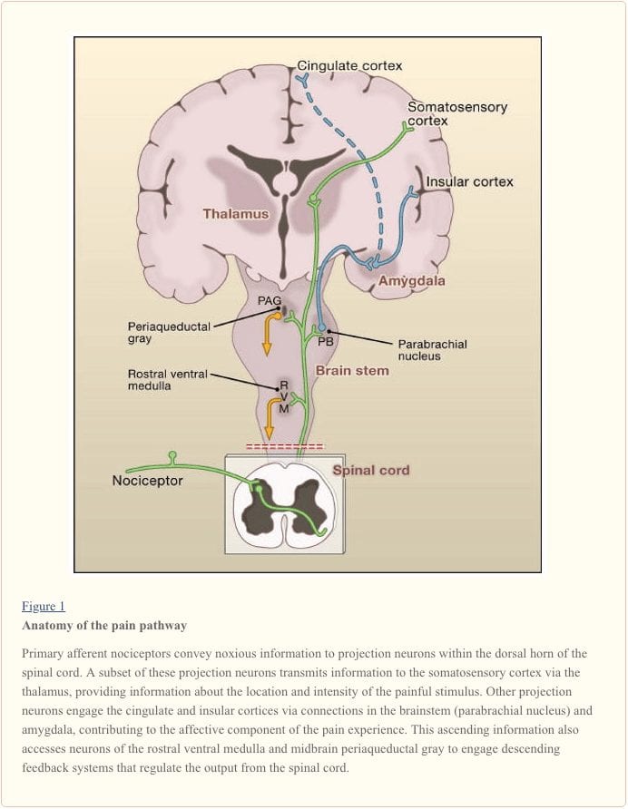 Figure 1 Anatomy of the Pain Pathway