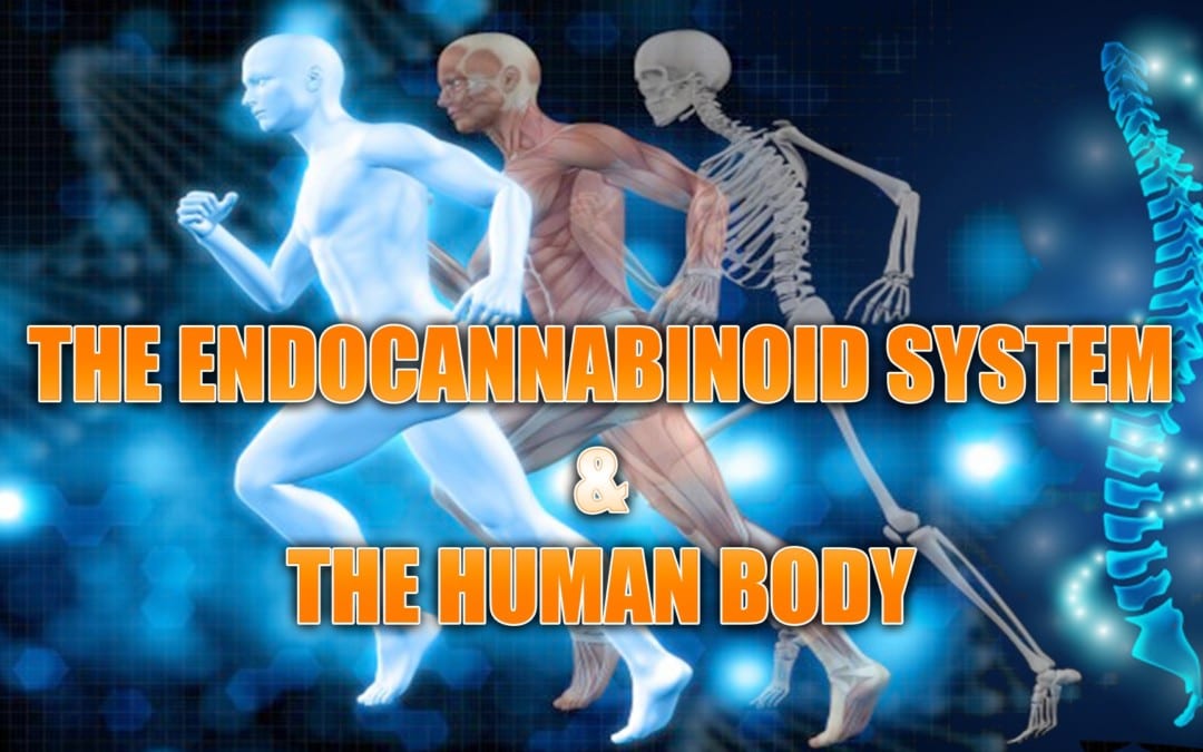 Endocannabinoid System And The Human Body