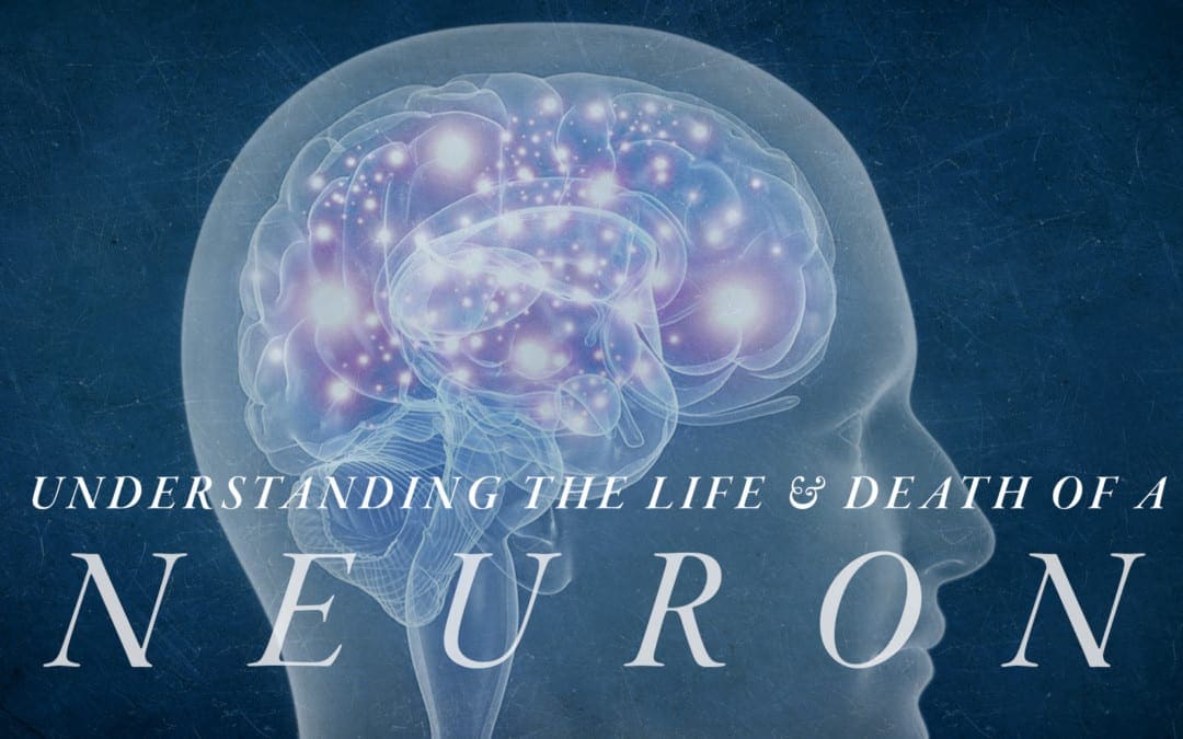 Understanding the Life and Death of a Neuron