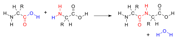 590px-AminoacidCondensation.svg