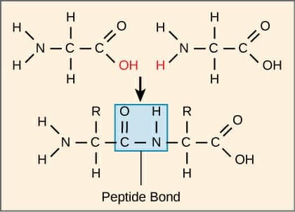 Peptide-Bond-Formation