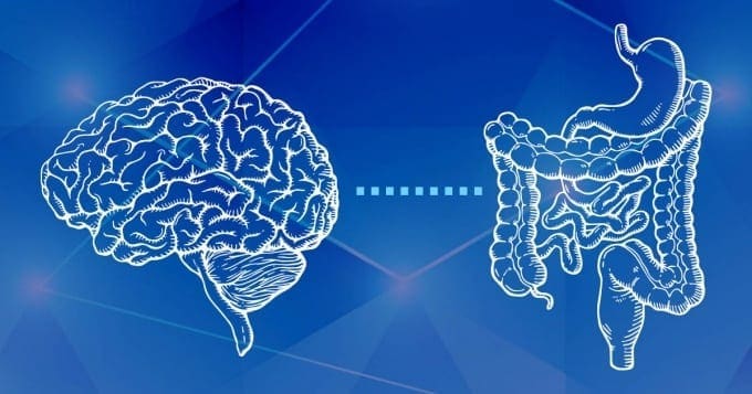 The Gut-Brain Connection