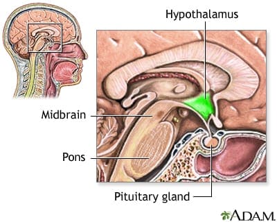 hypothalamus