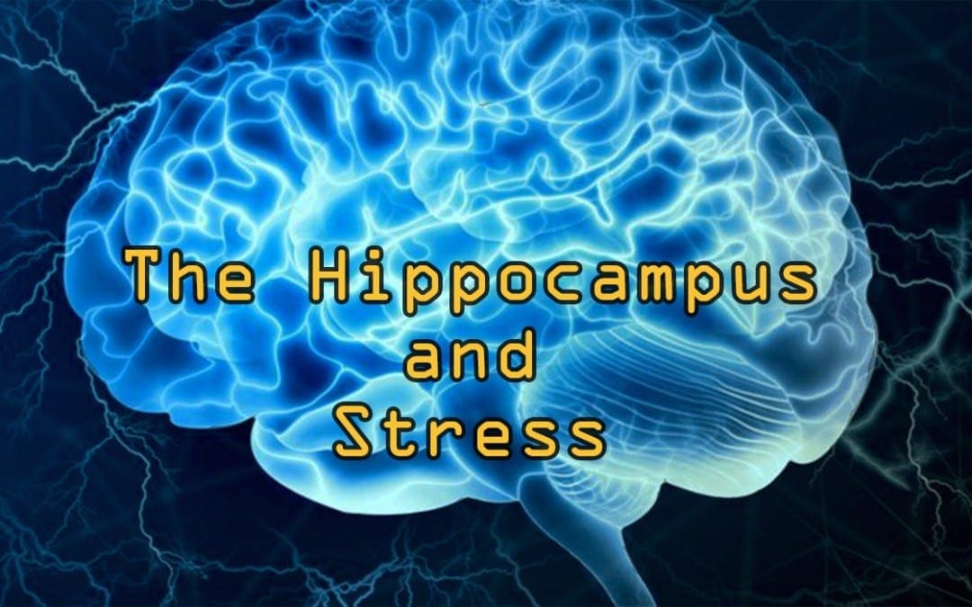 Functional Endocrinology: The Hippocampus and Stress