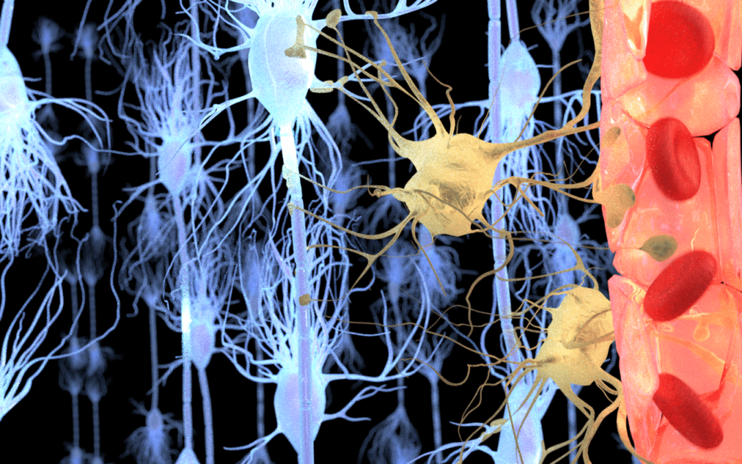 Functional Neurology: What is the Role of the Blood-Brain Barrier?