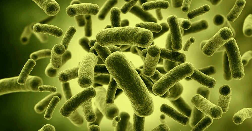 Functional Neurology: Akkermansia Muciniphila for Metabolic Syndrome