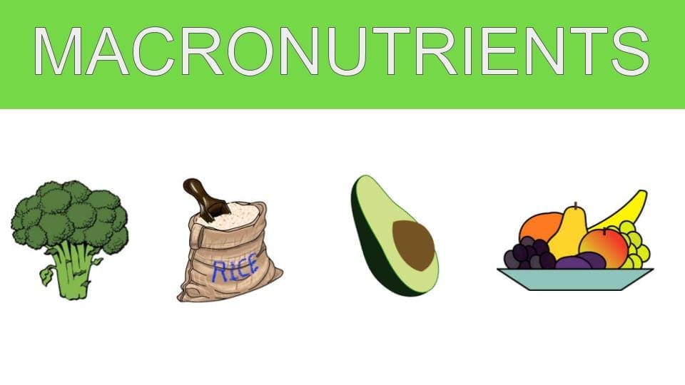 Macronutrients and Health