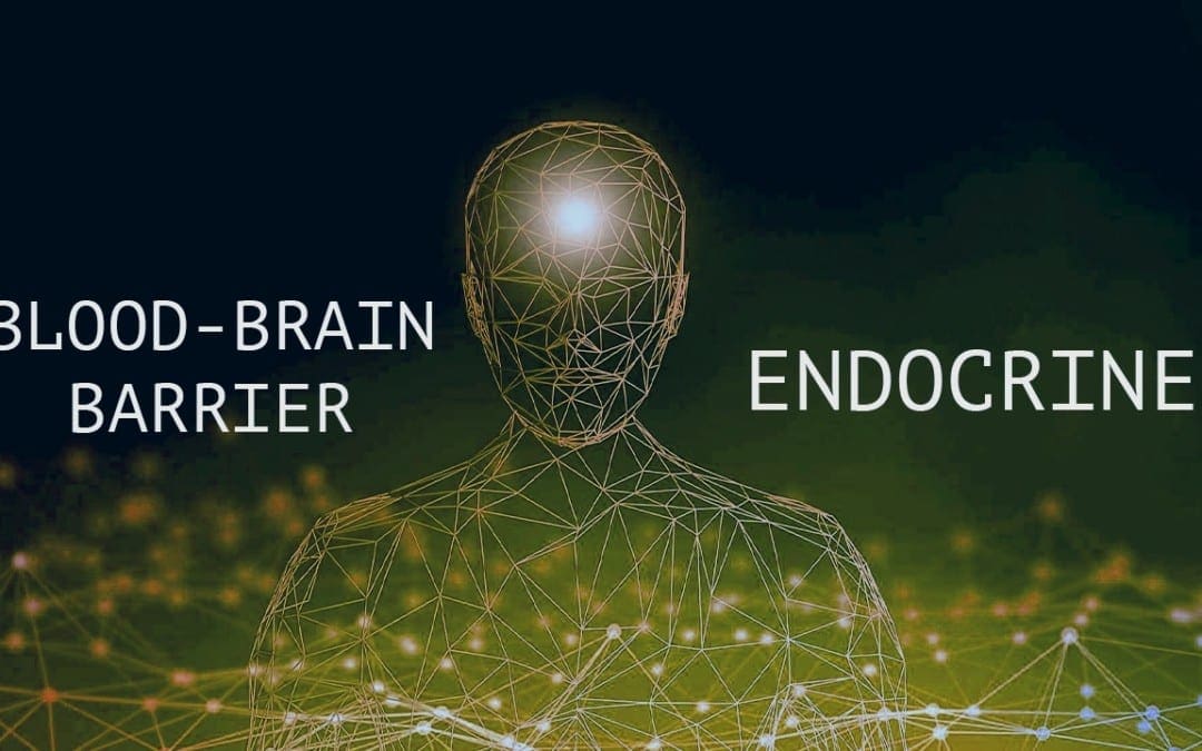 Functional Endocrinology: Blood-Brain Barrier and The Endocrine System