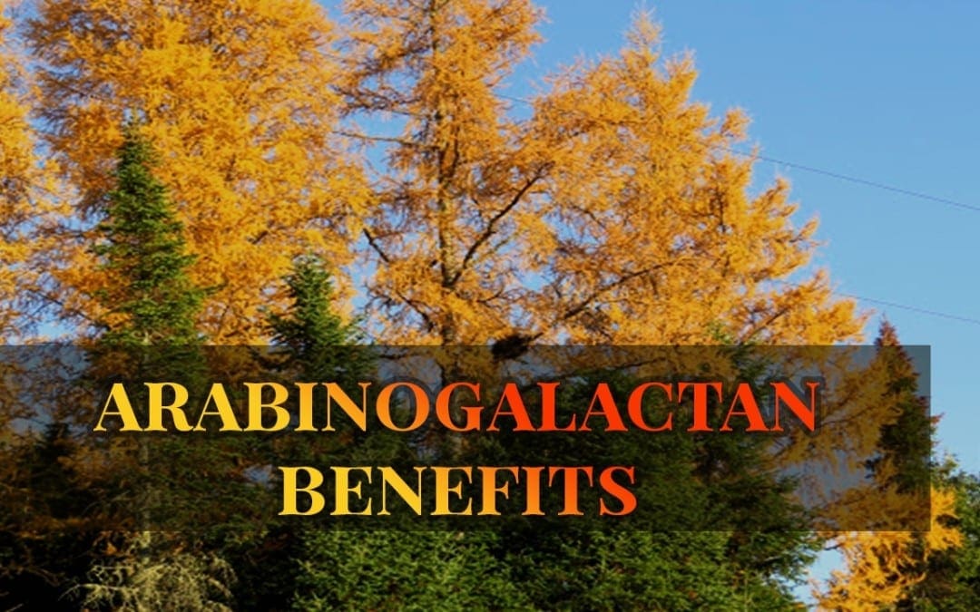 Arabinogalactan The Immune and Gut Enhancer