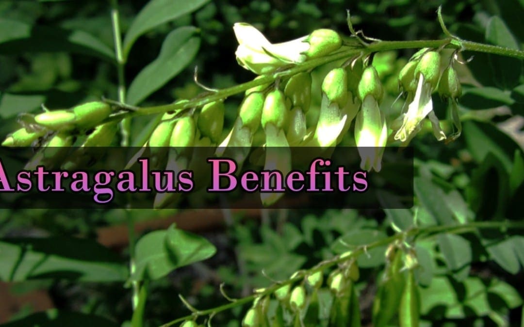 Astragalus and The Immune System