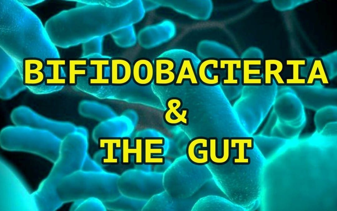 Bifidobacteria and The Gut System