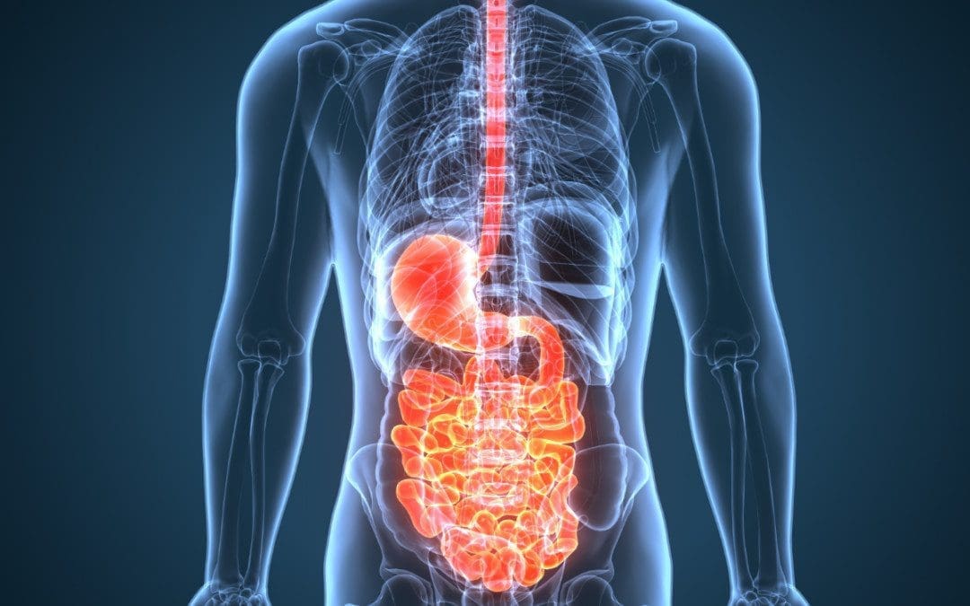 A Diverse Gut Is A Healthy Microbiome
