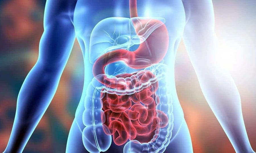 Gut Health for Faster Recovery and Rehabilitation